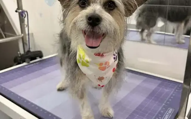 Grooming With Spice in Woodland Hills, CA