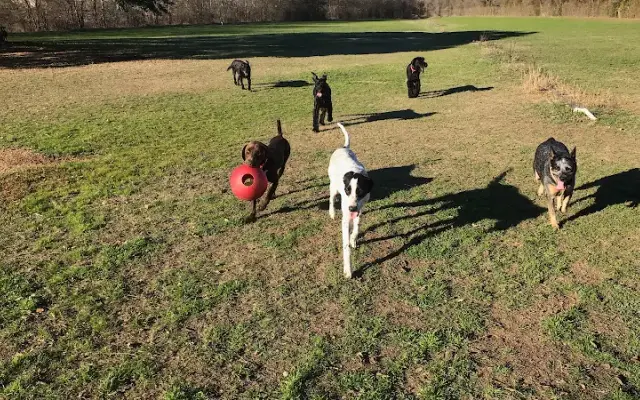 Big Oaks Kennel & Dog Park Co. in Buda, TX