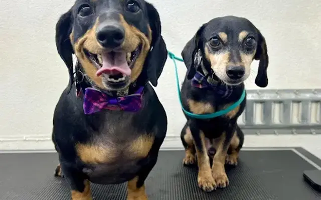 Charlies Paws Mobile Dog Grooming in Madera, CA