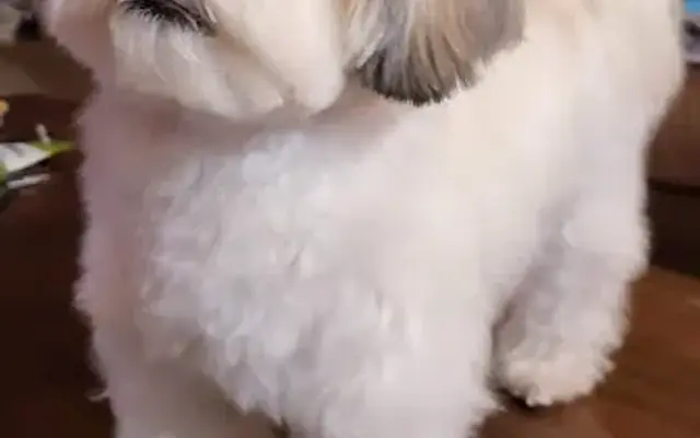 Shelly's Pet Spa in Wooster, OH
