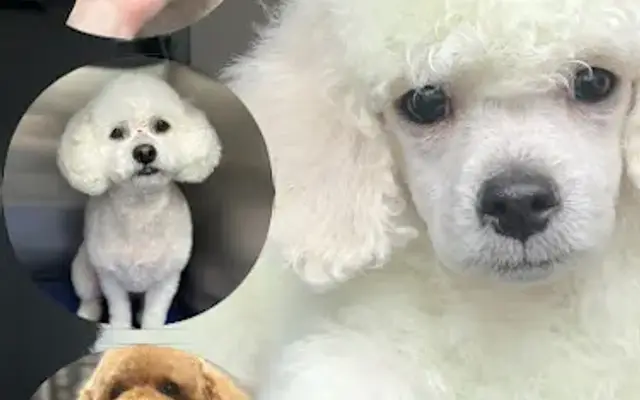 Haley' Home Grooming in Forestville, MD