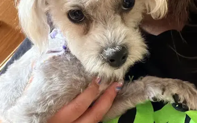 Fluffed Up Pets, Inc. in Trenton, MI
