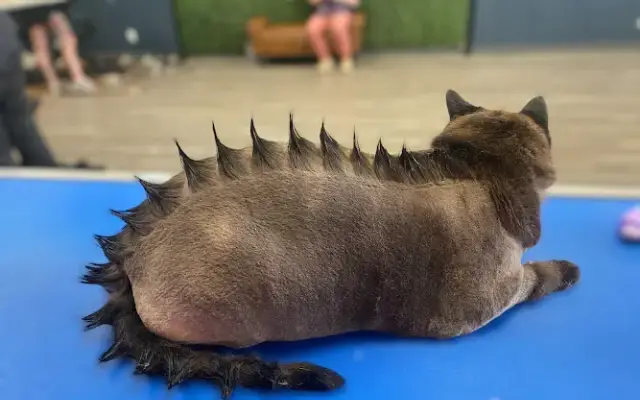 Groovy Dog Grooming in Amarillo, TX