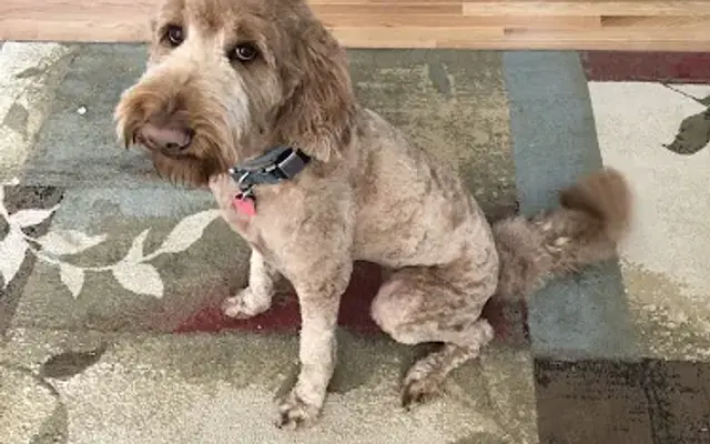 The Fast and the Furriest in Winchester, VA