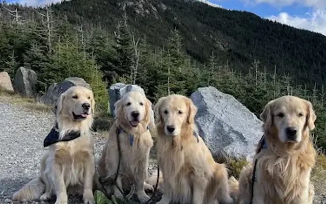 Mountain Bay Grooming Salon in Lake Placid, NY