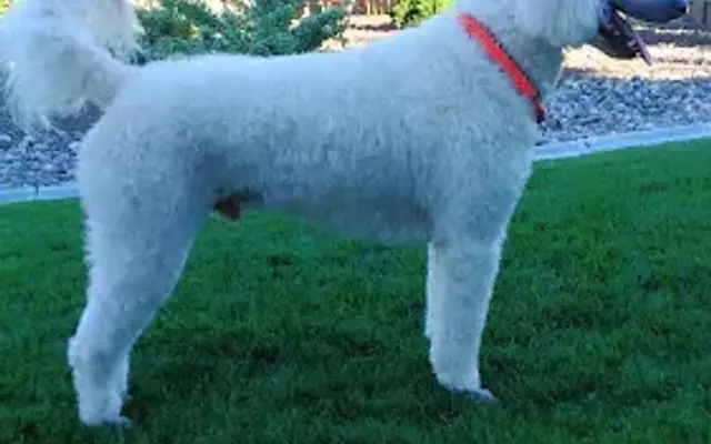 Kaseys Dog Grooming in Richland, WA