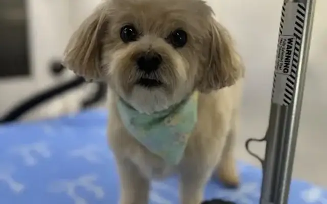 Caring 4 Paws LLC in Broomfield, CO