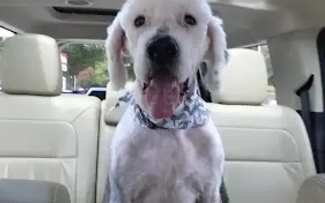 Bubbles & Bows Pet Salon in Simpsonville, SC