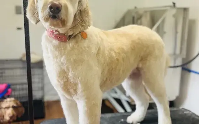 Bodacious B Grooming in Jackson, MI