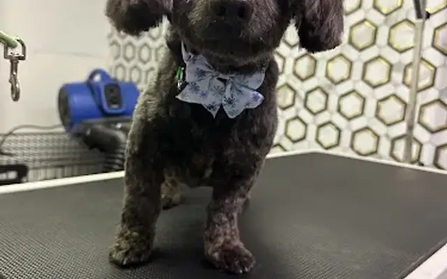 Pawlished Pup: Dog Behavior & Grooming Studio in Bellevue, NE