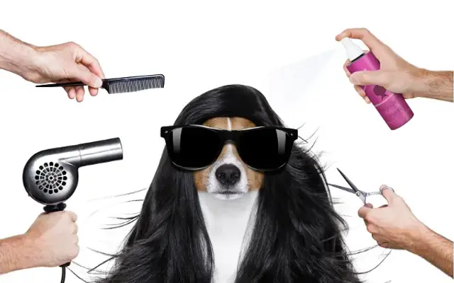 My Bossy Dog Mobile Spa in Rolling Meadows, IL