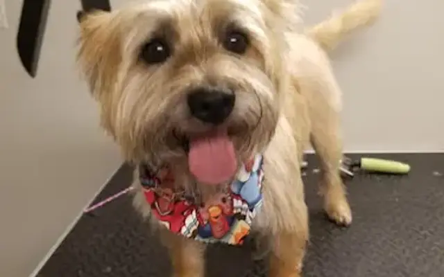 Pampered Pups and Cats Boarding & Grooming LLC in Pearl River, LA