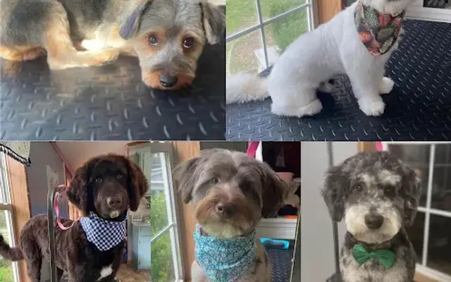 Sophie's Pet Parlor in Fayetteville, OH