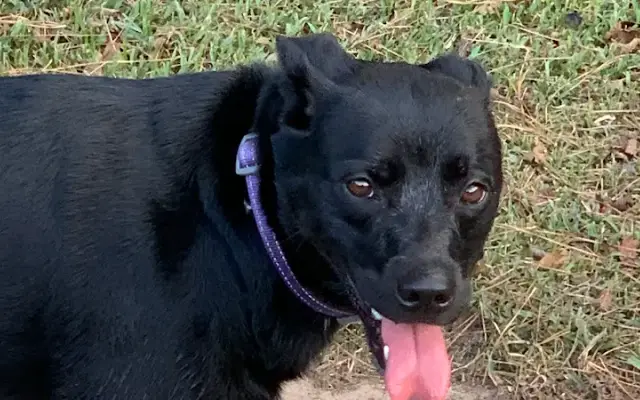 Decker Prairie Pet Resort in Magnolia, TX