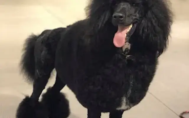 Pet Groomer Wexford in Wexford, PA