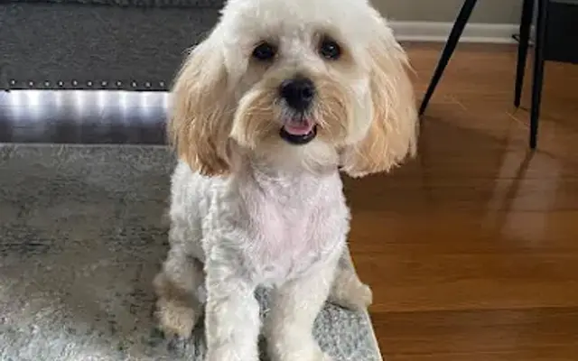 Clippers & Shears Grooming in Bristol, CT