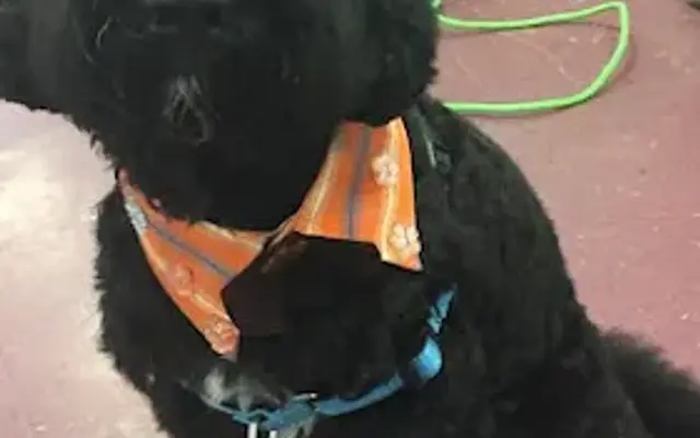Deb's Perky Puppy in Fort Pierce, FL