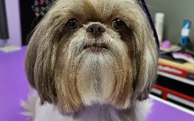 Old Dirty Dog Grooming in Sulphur Springs, TX
