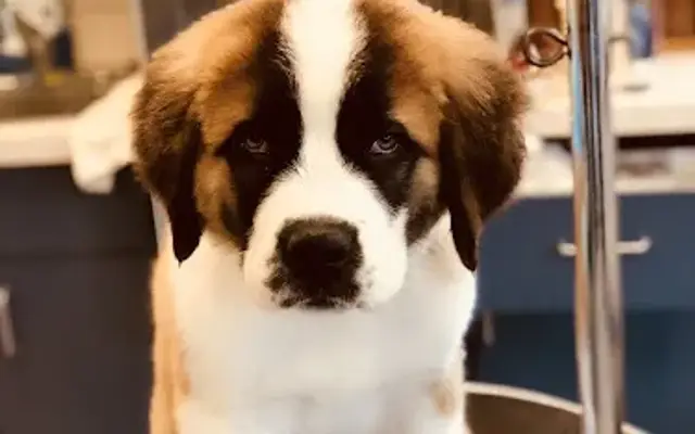 Pups & Stuff Inc in Golden Valley, MN