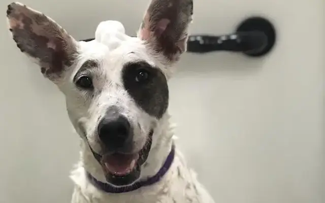 Sara Scissorhands Mobile Grooming in Flower Mound, TX