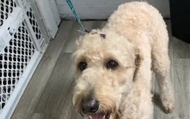 Powder Pups grooming and spa in Taylorville, IL