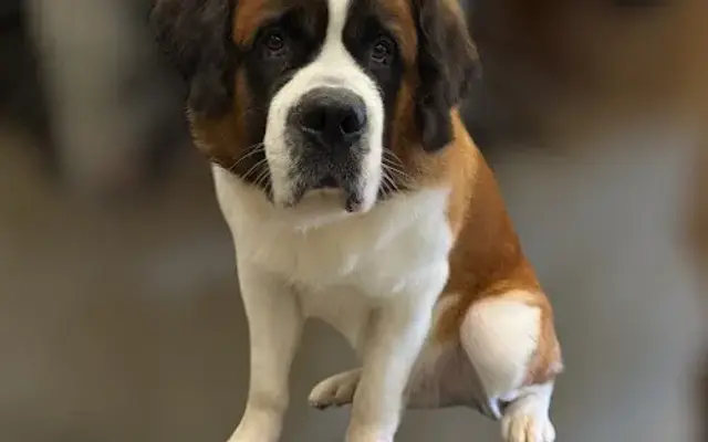 Lexury Grooming in Maple Heights, OH