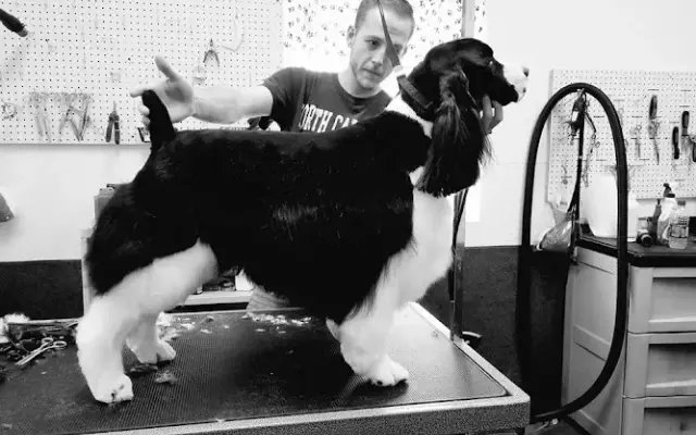 Paw Prints Grooming in Stafford Springs, CT