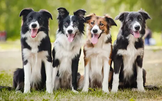Hamilton Animal Care in Allentown, PA