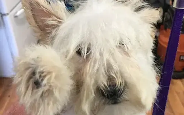 WASH AND WAG PET GROOMING in Kerrville, TX
