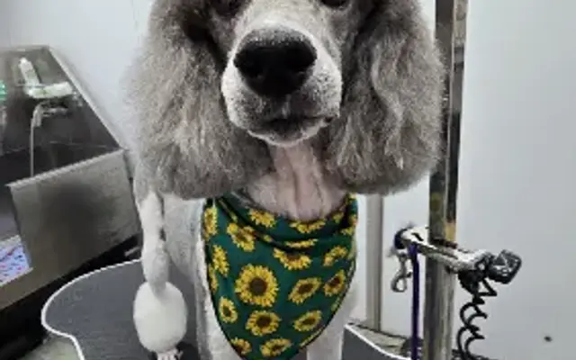 Bear's Mobile Grooming Salon LLC in Crystal Lake, IL