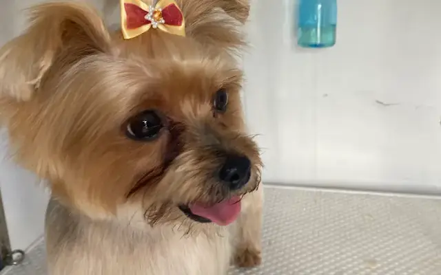 ally pet grooming Near Me in Miami, FL