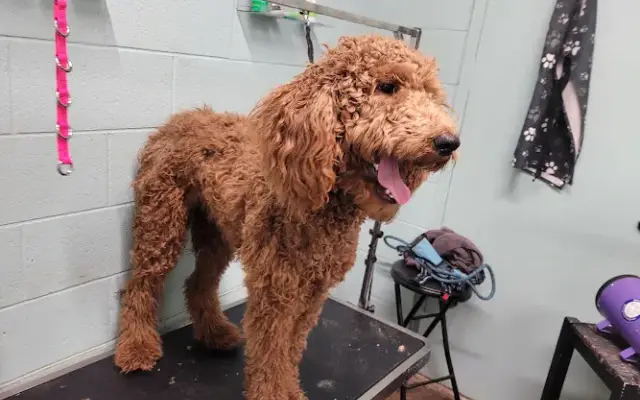 Trans-fur-mers Grooming LLC in Fort Worth, TX