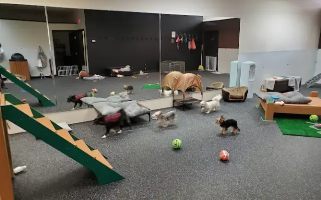 K & J Doggy Palace in Lakeville, MA