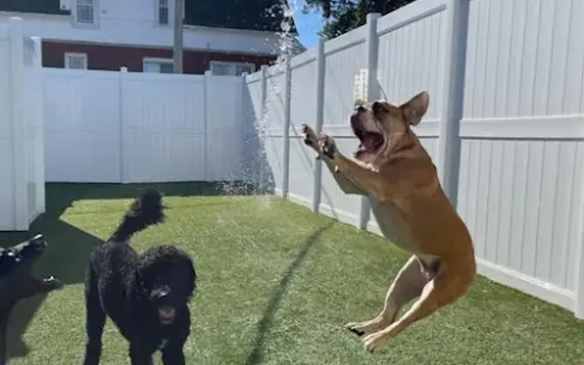 LePar Dog Daycare & Grooming in Evergreen Park, IL