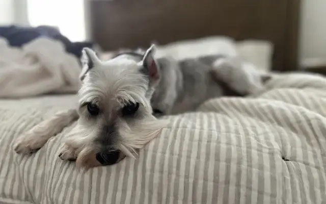 K & K's Pet Grooming Inc in Wilmington, NC