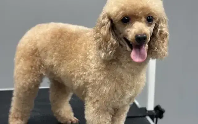 Misty’s Top Dog Grooming in Gulfport, MS