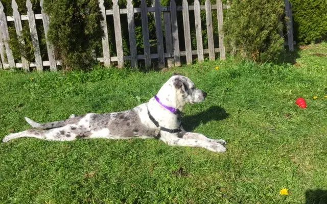 Run Dog Run in Kingston, WA