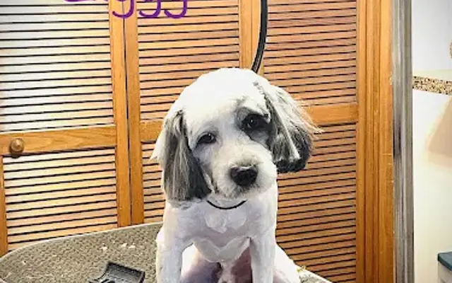 Brittany’s Grooming Salon in Middletown, OH
