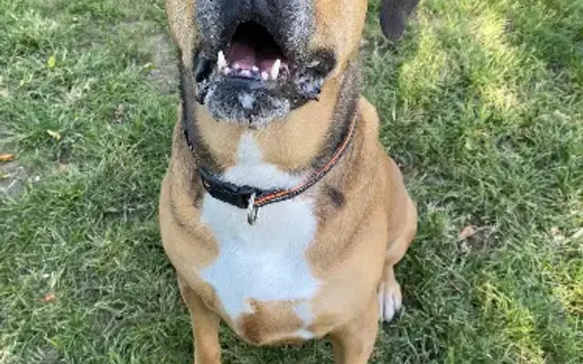 Willow Branch Kennel in Cisco, IL