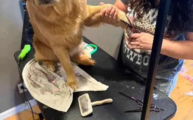ROBYN’S PUP SUDS in Exeter, CA