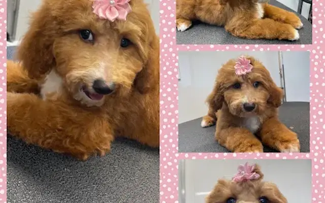 Texas best mobile pet grooming in Weatherford, TX