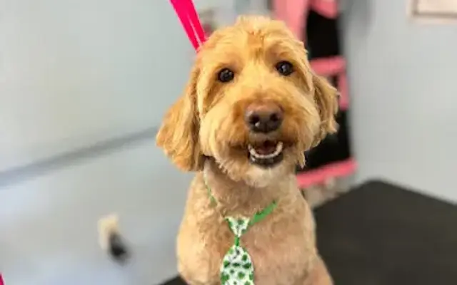 Doodle Day Spa in Charleston, IL