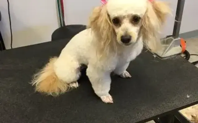 Jessica's Puppy Parlor in Redding, CA