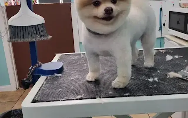Azusa Pet Grooming in Azusa, CA