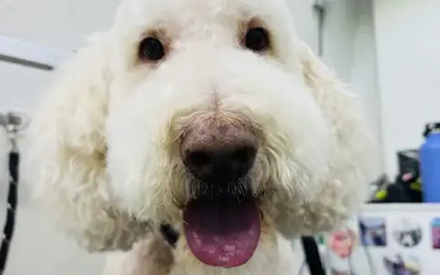 DapperTails Mobile Pet Grooming of Phoenix in Glendale, AZ