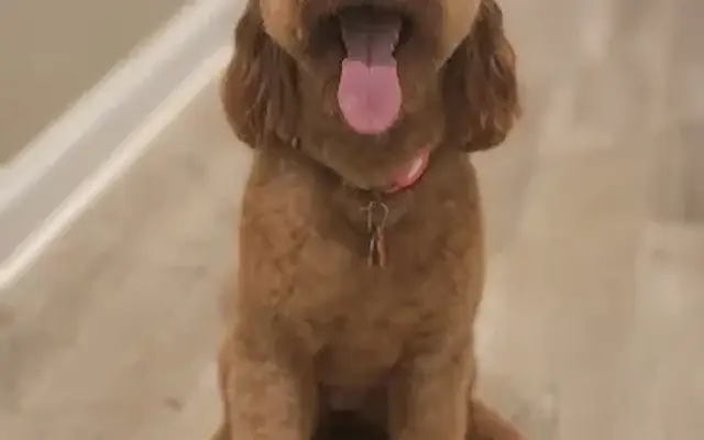 Kait's K9 Training, Boarding and Grooming in Randleman, NC