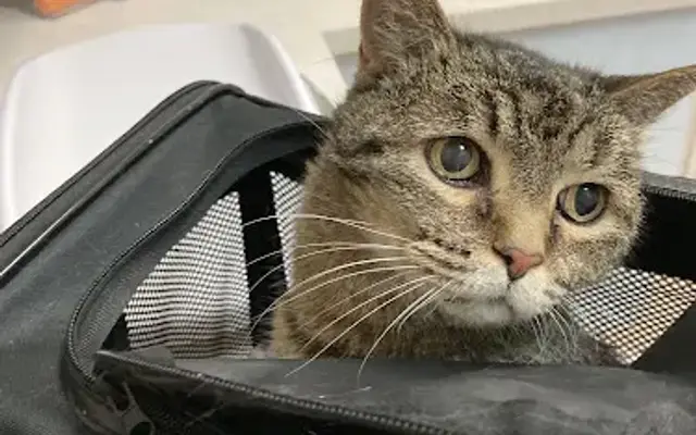 VCA Feline Medical Center in Reno, NV