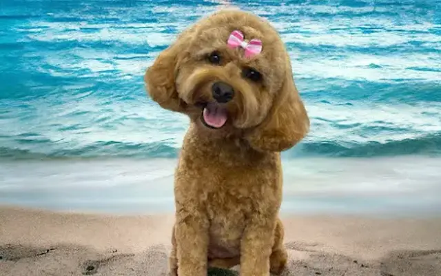 Diamond Dogs Grooming Salon in Bonita Springs, FL