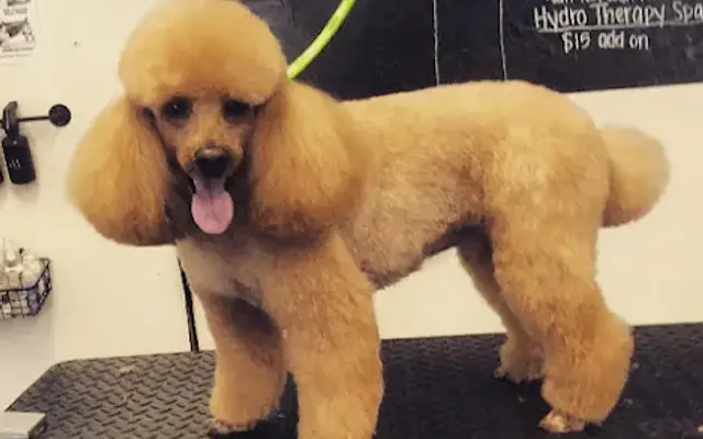 The Happy Hound Dog Grooming And Pet Supplies in Spring Valley, CA