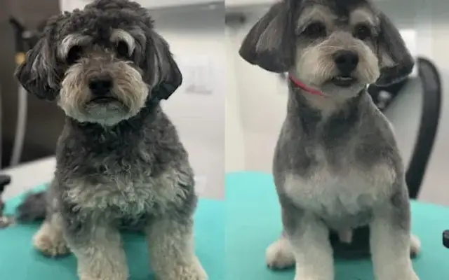 Grooming Galaxy in Malibu, CA